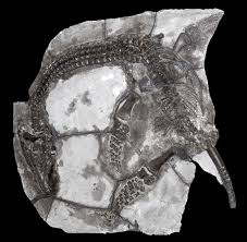 Image result for Arthropteris anniana