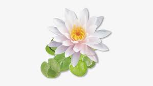 You can also click related recommendations to view more background images in our huge database. White Lotus Flower Png Png Image Transparent Png Free Download On Seekpng