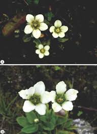 Image result for Aneilema dispermum