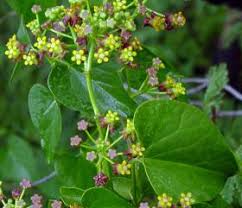 Image result for Pentarrhinum abyssinicum