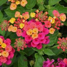 Image result for Lantana tiliifolia