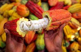 Cacao Cote D Ivoire Recherche Google Food Organic Recipes Cacao