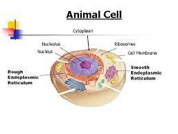 Rough er in animal cell. Cell Structures Functions And Transport Figure 7 5