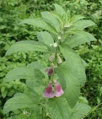 Image result for Sesamum radiatum