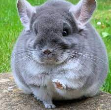 From the standard dark mum and the standard dad. Chinchilla Babies Foe Sale Home Facebook