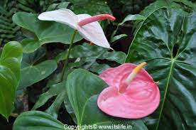 Anthurium Flower Information In Marathi Best Flower Wallpaper
