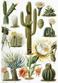 Cactus Wikipedia
