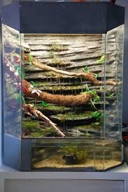Dendroboard Chinese Water Dragon Water Dragon Vivarium