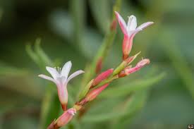 Image result for Oxygonum