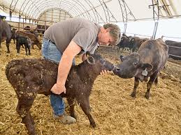 Hoop beef system cattle barns. Land Affordability And Availability Moving Cattle Indoors