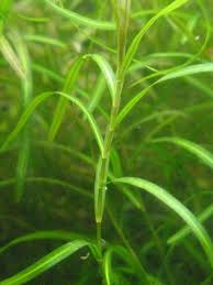 Image result for Potamogeton