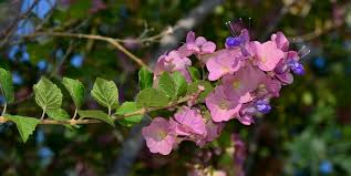 Image result for Karomia speciosa