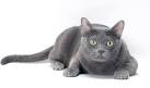 Korat Cat Breed - Facts, Origin, History and Personality ...