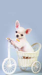 Animals Wallpaper Iphone Dog Wallpaper Animal Wallpaper Cute Laptop Wallpaper
