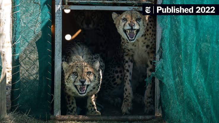 After 75 Years, Cheetahs Return to India in a Grand Experiment - The New York Times