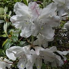 Rhododendron Fragrantissimum