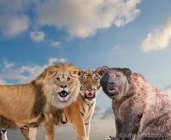 Funny Lions Tigers And Bears Images Funny Lion Bear Images Funny Animal Photos