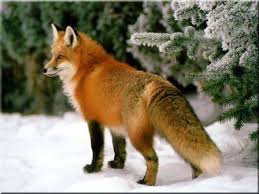 Draw a front leg as shown. How To Draw A Red Fox In The Snow 6 Steps Instructables