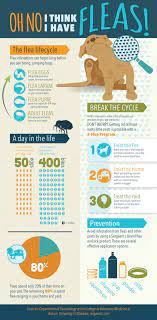Natural Home Remedies To Get Rid Of Fleas Fleas Dog Health Tips Pet Health