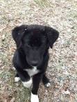 Border Collie Lab mix (Borador): What you need to know ...