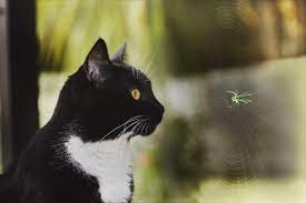 Which spider bites can be fatal? Insects That Are Toxic To Cats And A Few That Aren T