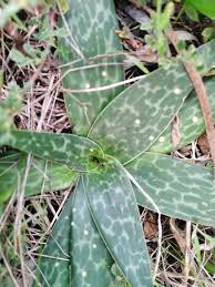 Image result for Ledebouria revoluta