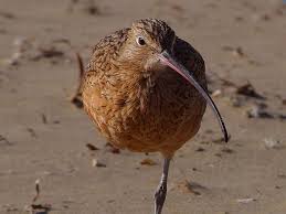 Bird With Long Colorful Beak Free Image On Pixabay Bird Long Beak Stand On One Leg Bird Curlew Bird Piper Bird