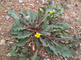 Image result for Diplotaxis