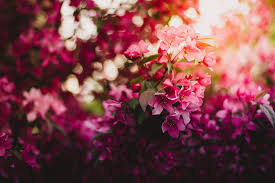 Looking for the best wallpapers? Free Download Pink Green And Purple Flowers During Daytime 4k Hd Desktop 1920x1280 For Your Desktop Mobile Tablet Explore 57 Flowers Desktop Wallpaper Spring Flowers Desktop Wallpaper Flower Wallpaper