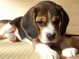Image Result For Tea Cup Beagles Pocket Beagle Puppies Beagle Puppy Pocket Beagle