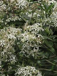 Image result for Pavetta sp. F