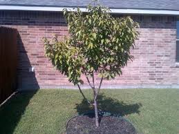 As the tree matures, old branches and dead leaves must also be. Kwanzan Pruning