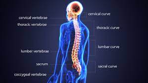 It is one of the most common causes of lower back pain, as well as leg pain or sciatica. Lower Back Muscle Anatomy And Low Back Pain