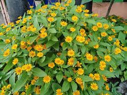 Image result for Aspilia