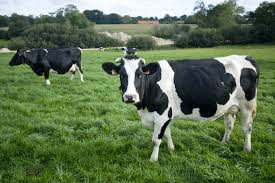 Pagesbusinessesmedia/news companybbc news afriquevideosla plus grosse vache au monde ? Portrait De Vache La Prim Holstein