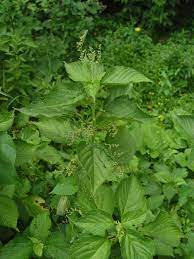 Laportea canadensis is a perennial growing to 1 m (3ft 3in) by 1 m (3ft 3in). Laportea Canadensis Canada Wood Nettle Go Botany