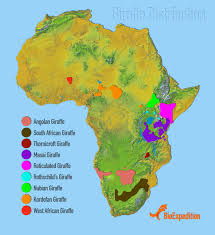 How are a zebra's stripes like a fingerprint? Jungle Maps Map Of Africa Where Zebras Live