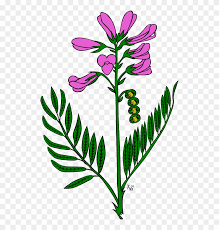 When autocomplete results are available use up and down arrows to review and enter to select. Snapdragon Flower Clip Art Free Transparent Png Clipart Images Download