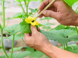 Image result for how to self pollinate cucumbers