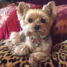 Coffee machine spare parts australian terrier breeders. Yorkshire Terrier Big Yorkshire Terrier Puppies Cute Puppies Yorkshire Terrier Dog