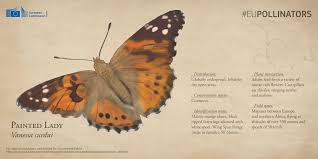Ze horen bij het voorjaar en maken de natuur vrolijk en kleurrijk. Flower Lab On Twitter The Eupollinators Eu Env Initiative Also Highlighted The Role Played By Butterflies In Pollination The Beautiful Vanessa Cardui A Common Pollinator Of Nectar Rich Flowers Https T Co Ks8h4iylzu