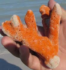 Image result for Scleria clathrata