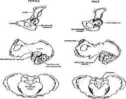 Check spelling or type a new query. Cross Sectional Analysis Of Long Bones In A Sample Of Ancient Egyptians Sciencedirect