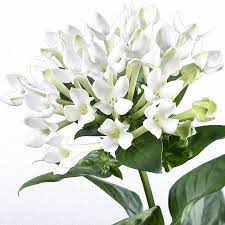 Pin By Esther Lamarche Design Floral On Kraev Family In 2020 Seasonal Flowers Flowers Plants