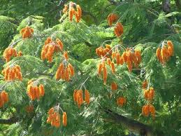 Image result for Colvillea