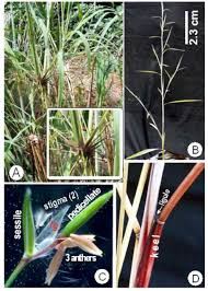 Image result for Andropogon gayanus