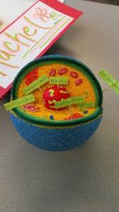 We did not find results for: Animal Cell Model Great Way For Students To Learn About The Different Parts Of A Cell Through Creating Cells Project Animal Cell Project Animal Cells Model
