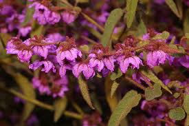 Image result for Thomandersia