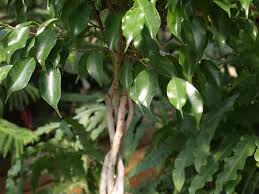 Check spelling or type a new query. Weeping Ficus Home Garden Information Center