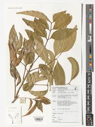 Image result for Haplocoelum